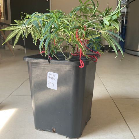 Fruity P.-04 growlog photo: Hoy viernes no hubo riego