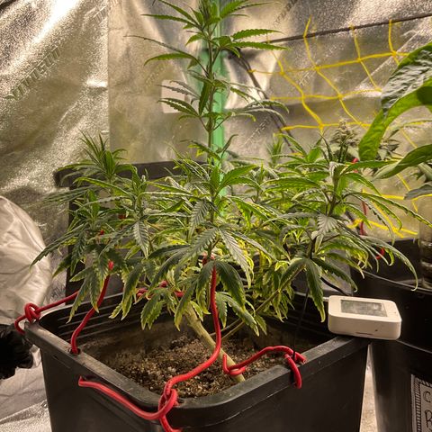 Fruity P.-04 growlog timeline photo