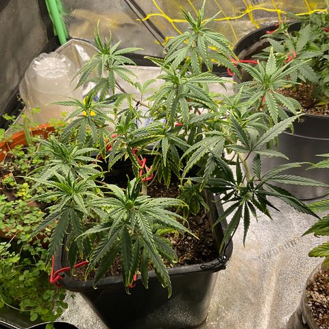 Fruity P.-04 growlog photo: Serie flora: 1.5, 1.5 y 1.5. Ph 5.5