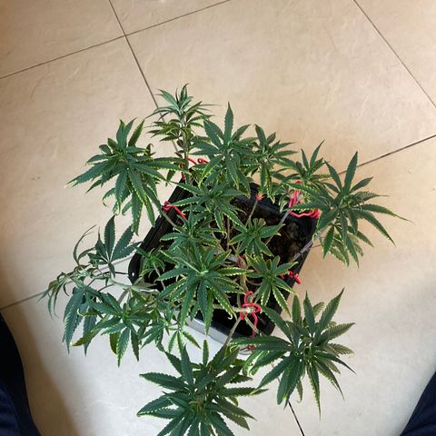 Fruity P.-04 growlog timeline photo