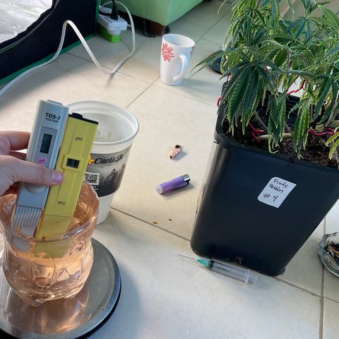 Fruity P.-04 growlog timeline photo
