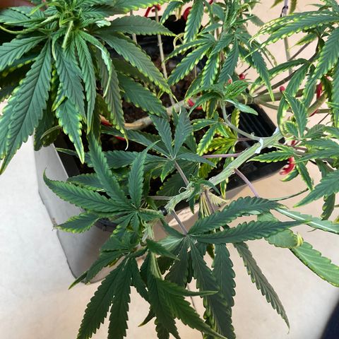 Fruity P.-04 growlog photo: Los brotes nuevos presentan un color más uniforme, habrá que esperar a que mude las hojas dañadas