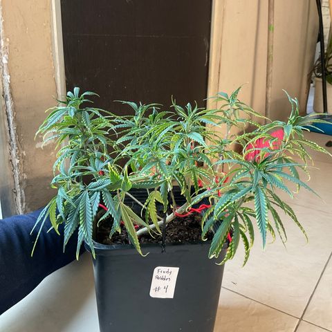 Fruity P.-04 growlog timeline photo