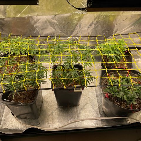 Fruity P.-04 growlog photo: 5 plantas en su maceta final con entrenamiento listo y scrog