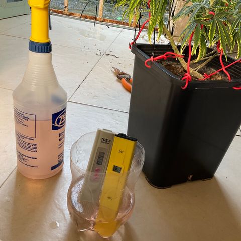 Fruity P.-04 growlog timeline photo