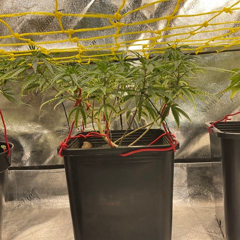 Fruity P.-04 growlog timeline photo