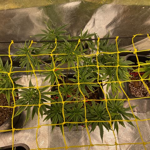 Fruity P.-04 growlog timeline photo