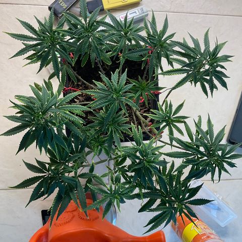 Fruity P.-04 growlog timeline photo