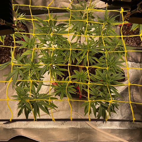 Fruity P.-04 growlog timeline photo