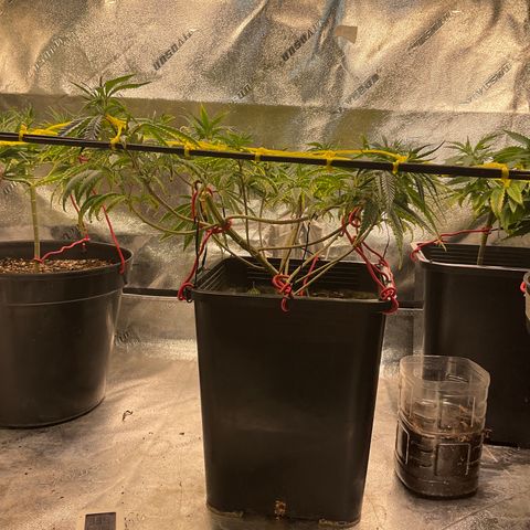 Fruity P.-04 growlog timeline photo