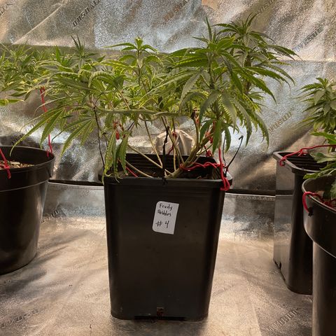 Fruity P.-04 growlog timeline photo