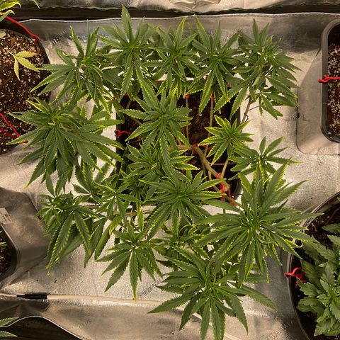 Fruity P.-04 growlog timeline photo