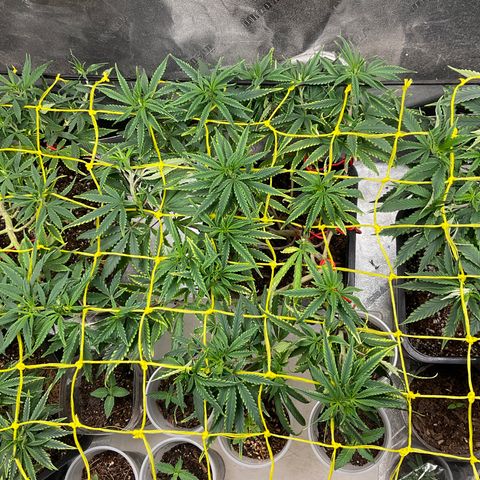 Fruity P.-04 growlog timeline photo