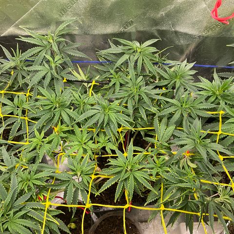 Fruity P.-04 growlog timeline photo