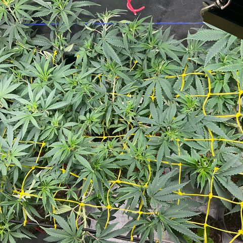 Fruity P.-04 growlog timeline photo