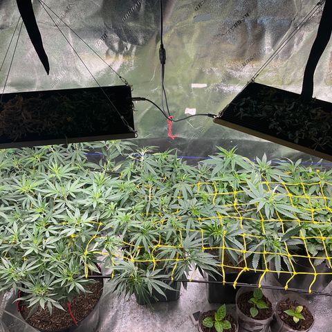 Fruity P.-04 growlog timeline photo
