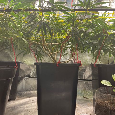 Fruity P.-04 growlog timeline photo