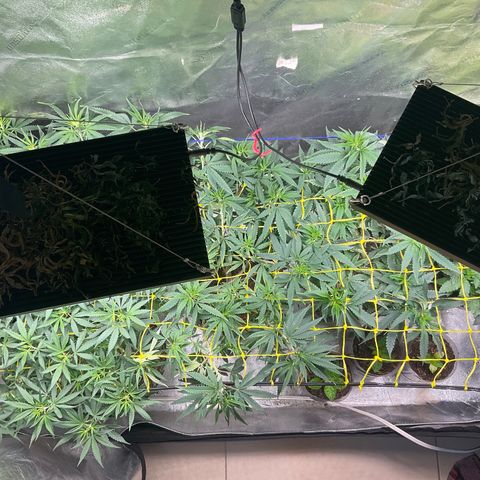 Fruity P.-04 growlog timeline photo
