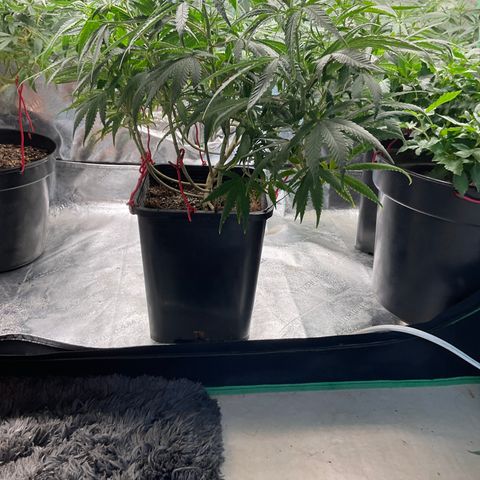 Fruity P.-04 growlog timeline photo