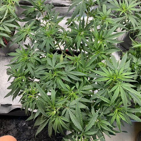 Fruity P.-04 growlog timeline photo