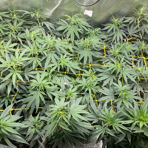 Fruity P.-04 growlog timeline photo