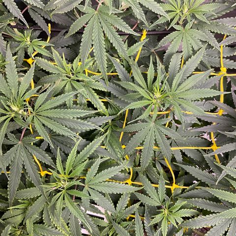 Fruity P.-04 growlog timeline photo