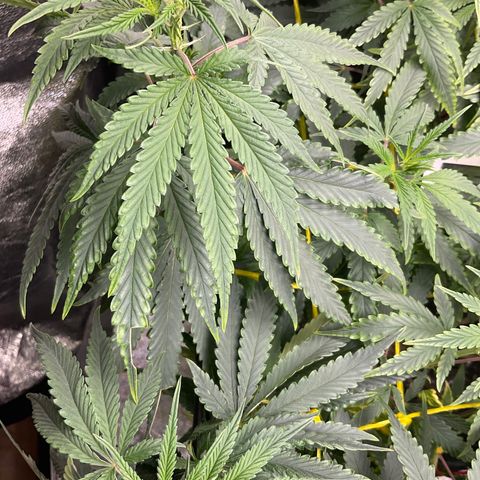 Fruity P.-04 growlog timeline photo