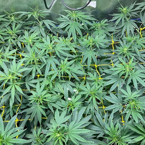 Fruity P.-04 growlog timeline photo