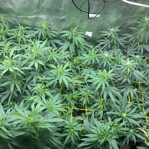 Fruity P.-04 growlog timeline photo