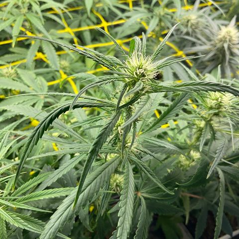 Fruity P.-04 growlog timeline photo