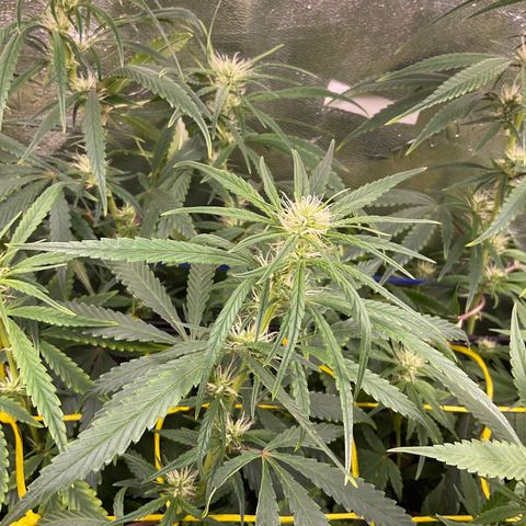 Fruity P.-04 growlog timeline photo