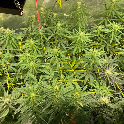 Fruity P.-04 growlog timeline photo