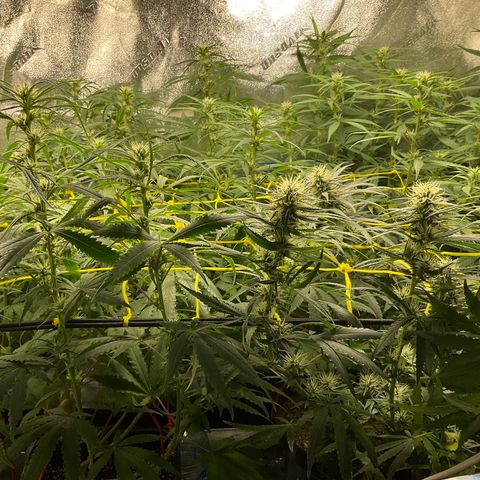 Fruity P.-04 growlog timeline photo