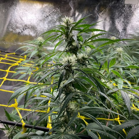Fruity P.-04 growlog timeline photo