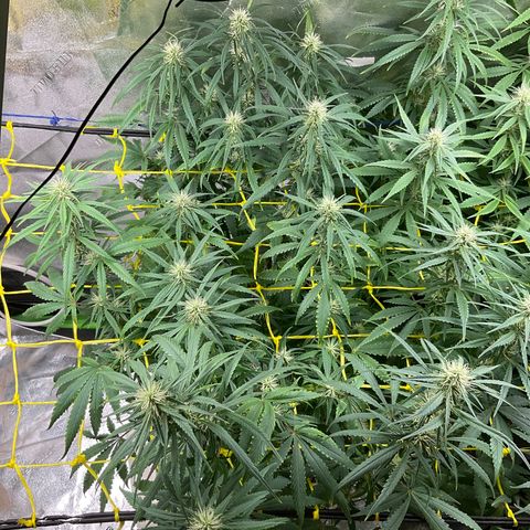 Fruity P.-04 growlog timeline photo