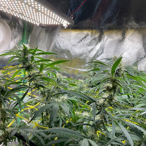 Fruity P.-04 growlog timeline photo