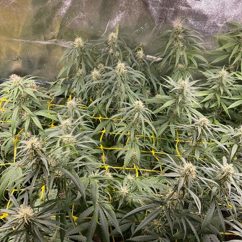 Fruity P.-04 growlog timeline photo