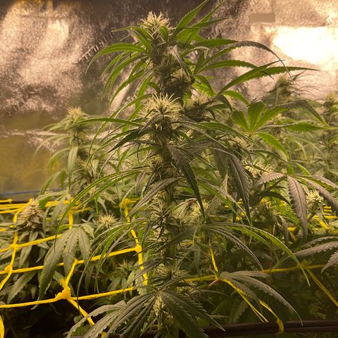 Fruity P.-04 growlog timeline photo