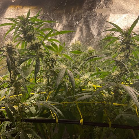Fruity P.-04 growlog timeline photo
