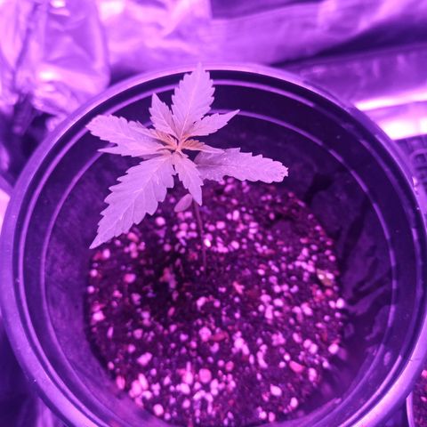 Growlog-Zeitleistenfoto von Unknown strain