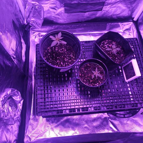 Growlog-Zeitleistenfoto von Unknown strain