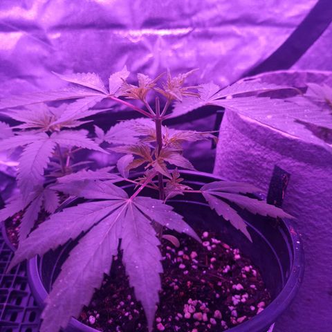 Growlog-Zeitleistenfoto von Unknown strain