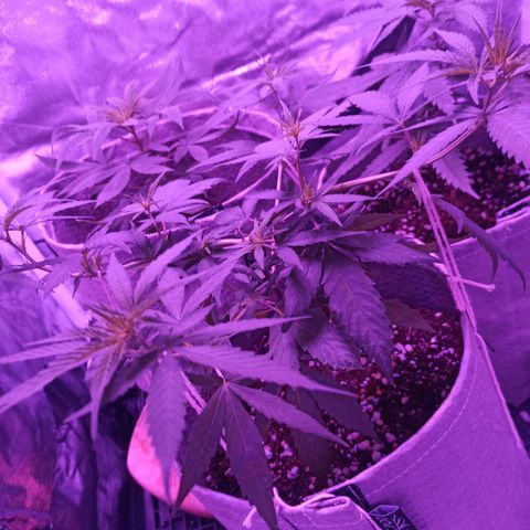 Growlog-Zeitleistenfoto von Unknown strain
