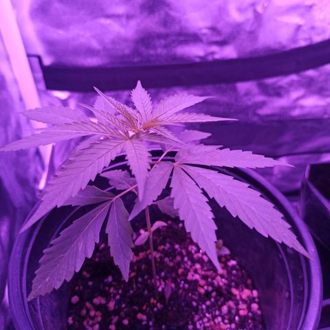 Growlog-Zeitleistenfoto von Unknown strain