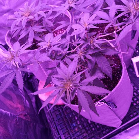 Growlog-Zeitleistenfoto von Unknown strain