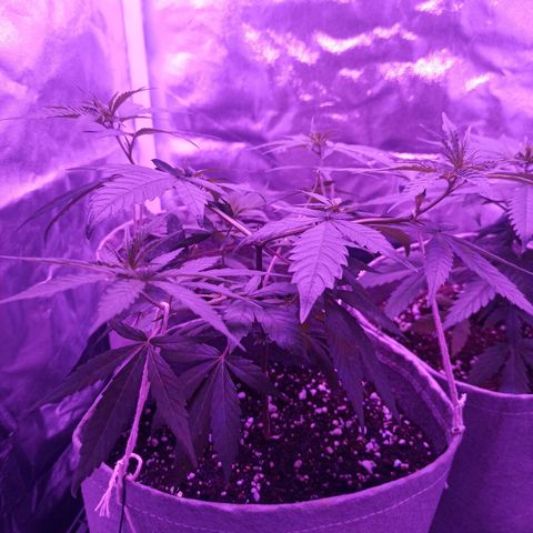 Growlog-Zeitleistenfoto von Unknown strain