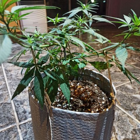 Growlog-Zeitleistenfoto von Unknown strain