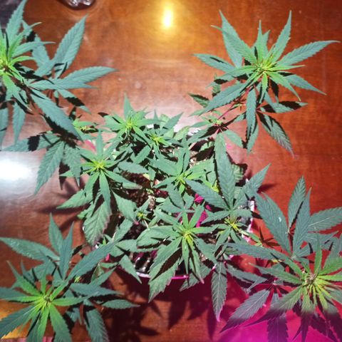 Growlog-Zeitleistenfoto von Unknown strain