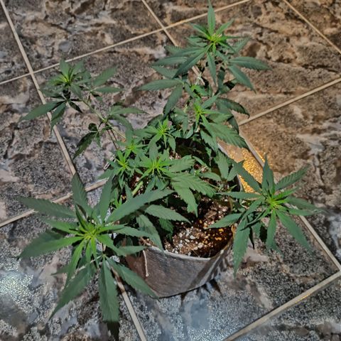 Growlog-Zeitleistenfoto von Unknown strain