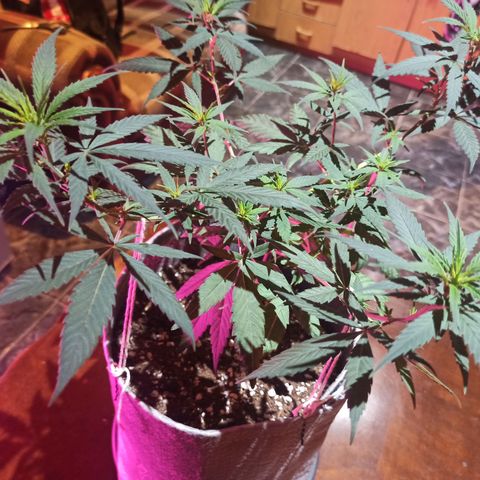 Growlog-Zeitleistenfoto von Unknown strain